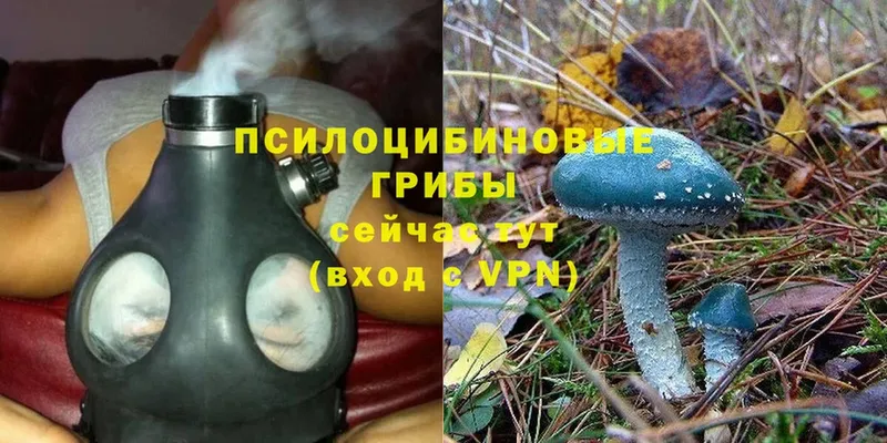 shop какой сайт  Ипатово  Псилоцибиновые грибы Psilocybine cubensis  продажа наркотиков 